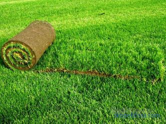 Косене на трева трева в ролки, цени за валцувани трева, която тревата трева да купуват в Москва