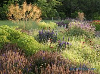 Декоративна трева за градината - подробна класификация