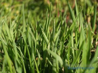 описание, характеристики, характеристики на тревната трева за мързеливи