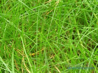 описание, характеристики, характеристики на тревната трева за мързеливи